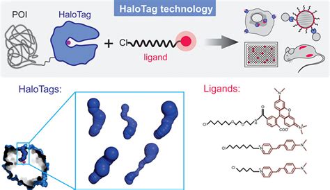 halo tag|halo tag in vivo.